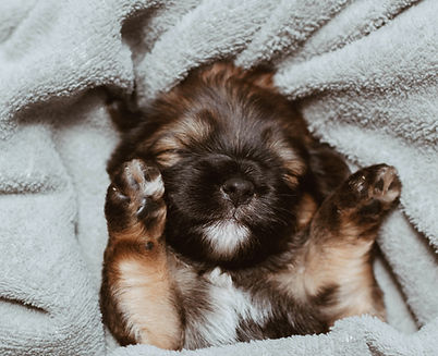 Image by Isabela Kronemberger