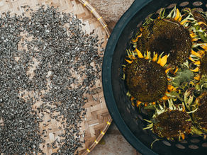 Why Sunflower Seeds Deserve a Spot in Your Indian Diet