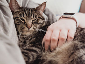 Porque optar pela consulta domiciliar Catfriendly?