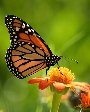 Image by Suzanne D. Williams