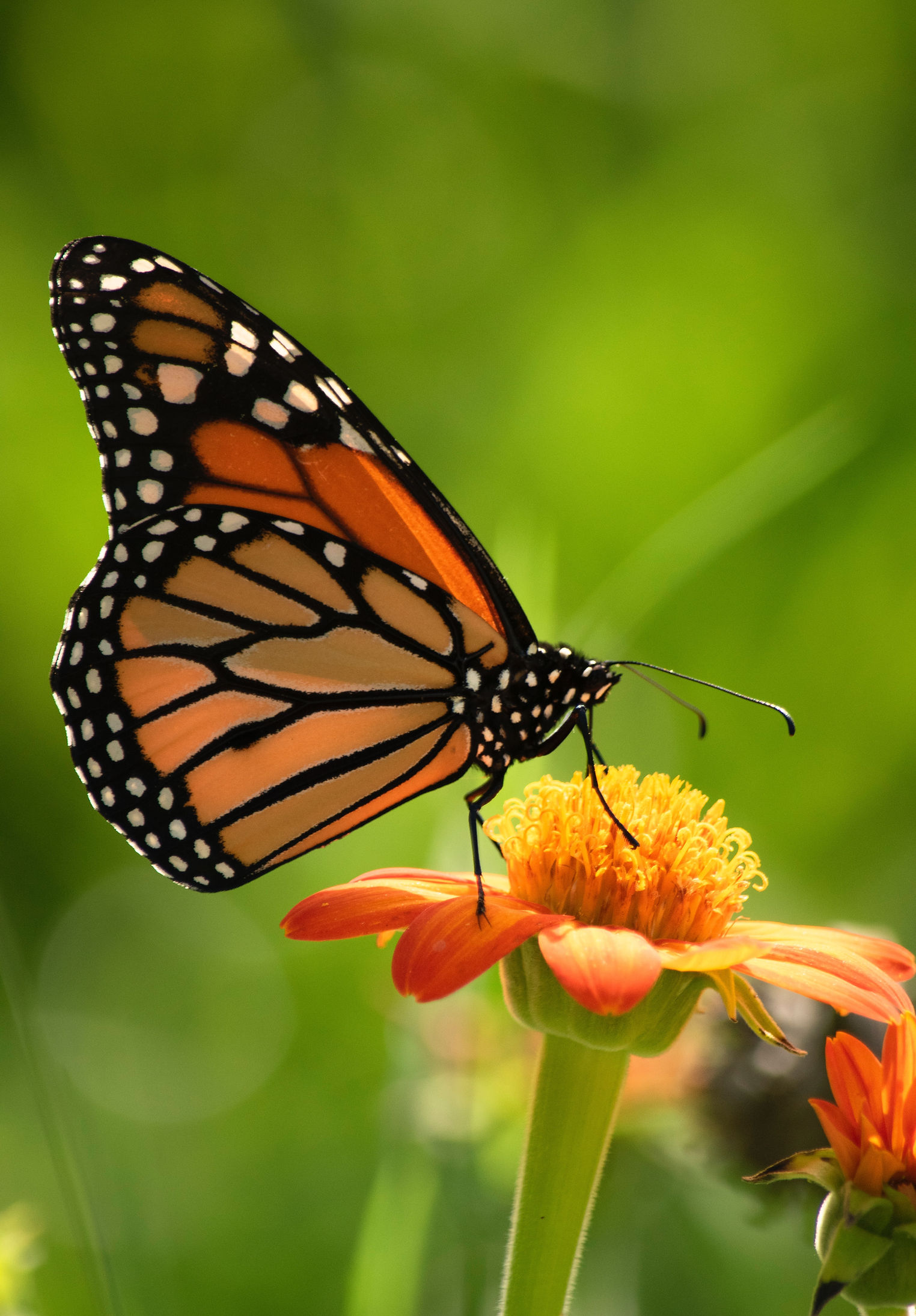 Image by Suzanne D. Williams