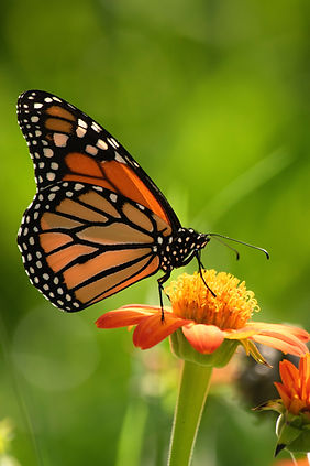 A monarch butterfly perched on an orange flower, symbolizing growth, renewal, and the journey of healing