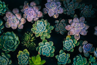 Image by Vu Viet Anh