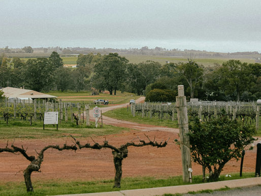 Vineyard landscape with dirt road, trees, and a building. Signs indicate a 15 speed limit. Overcast sky creates a calm atmosphere.