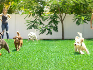 National Animal Shelter Appreciation Week