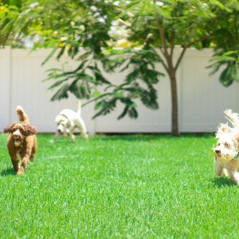 Chemicals, Lawncare, and Pets