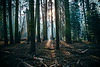 Forest of trees with the sun shining through each one.