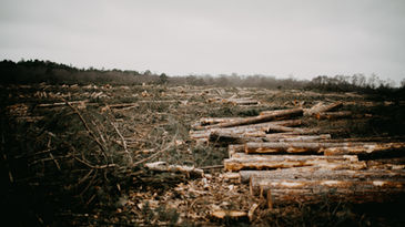 Cross-party Peers call on UK Government to stop burning trees for power