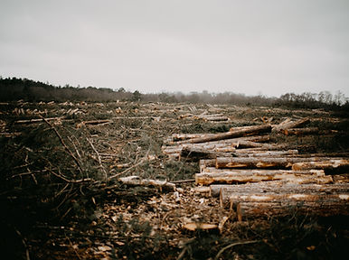 Forêt