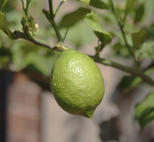 VIETNAM SEEDLESS LIME