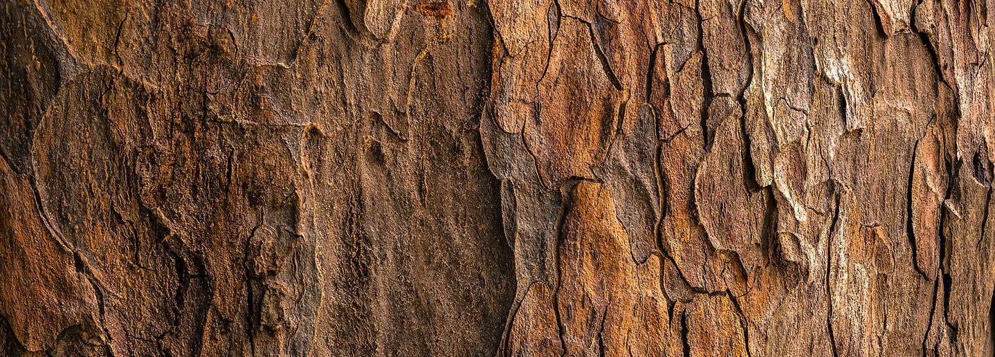 Image by Jude Infantini