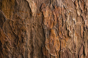 Image by Jude Infantini