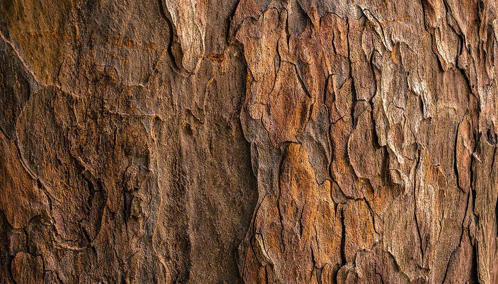 Image by Jude Infantini