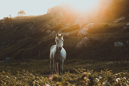 Image by Tiago Almeida