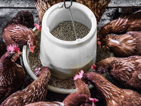 Feed Conversion Ratio Calculator