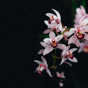 Image by Annie Spratt
