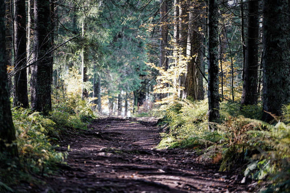 Image by Niklas Weiss