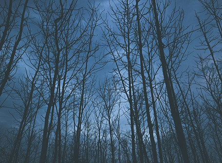 Image by Amritanshu Sikdar