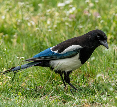 Image by Zdeněk Macháček