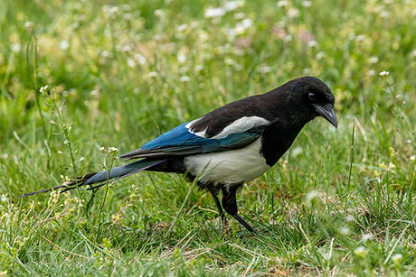 Image by Zdeněk Macháček