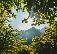 Landscape of trees and a mountain; Image by Jakob Owens