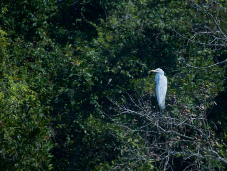 About the Herons