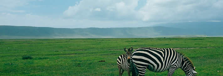 Ngorongoro Crater wildlife during day 4 of 4 day group safari from Zanzibar affordable fly-in safari