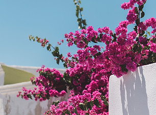 Image by Raoul Croes