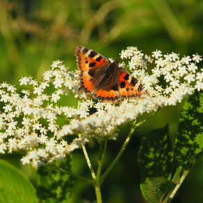 Hüter des Erdenreichs - der Schwarze Holunder
