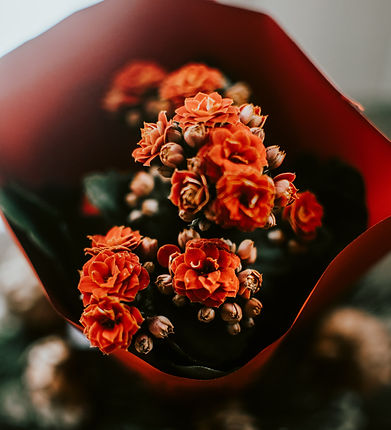 Image by Demi-Felicia Vares