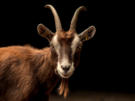 How to Prevent Foot Rot in Goats
