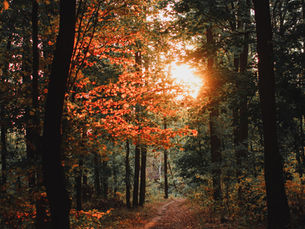A woman walking in a autumn forest in contemplation. 