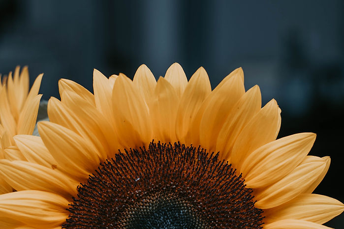 Image by Juliana Arruda