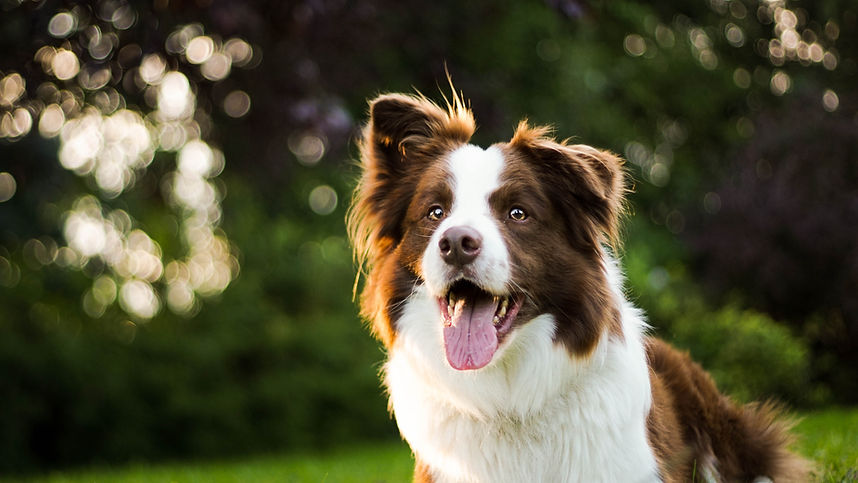cane felice