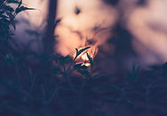 Image by Shyam