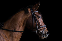Horse Riding