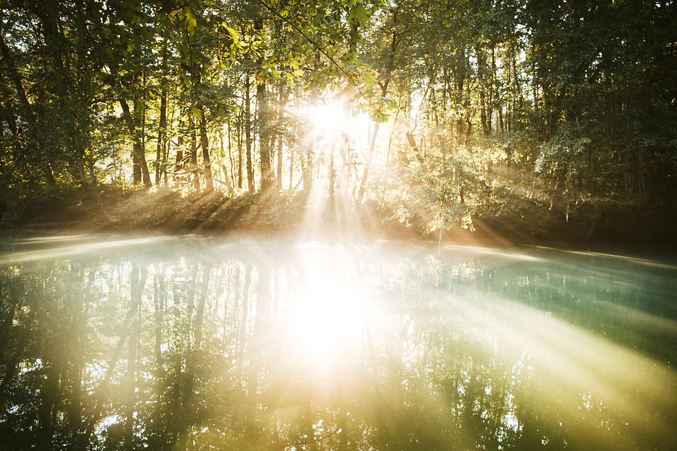 Reiki fills the forest