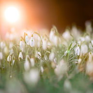  Embracing Renewal: The Importance of Living with the Seasons, Springing into Life