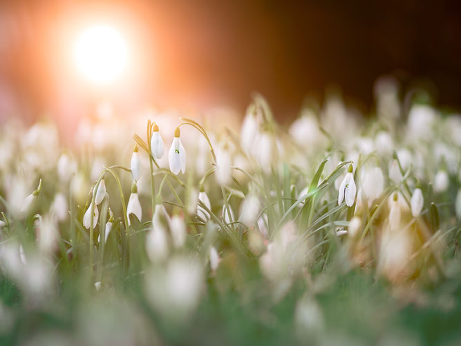 field of white flowers, likely tulips, sunshine shining through