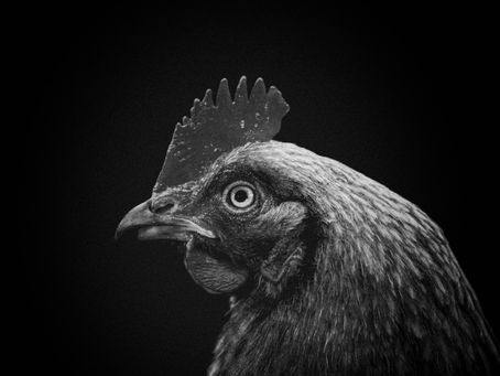 "Uncovering the Truth: Are Hens Quiet?"