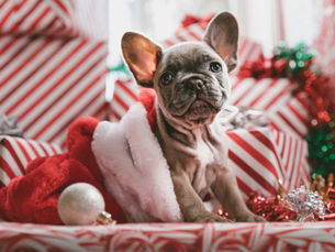 chien Noël, cadeau chien, jouet chien, friandise chien, alimentation chien, panier chien, bien-être chien, éducation canine, santé canine, vétérinaire, téléconsultation vétérinaire, téléconseil vétérinaire, télémédecine vétérinaire, vétérinaire à domicile, Televet, chien anxieux, jouets interactifs chien, friandises naturelles chien, plaid chien, manteau chien, accessoires chien, sécurité chien, technologie canine, soins chien, hygiène chien, sport canin, GPS chien, caméra chien, expérience chien