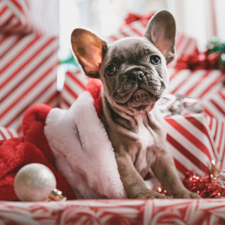 Pets and Christmas Day: Managing Festivities Without Stress