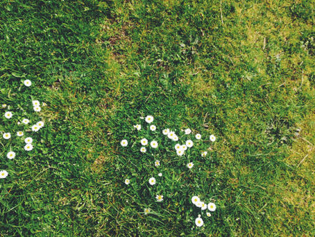 The Movement that Rethinks Lawn Care
