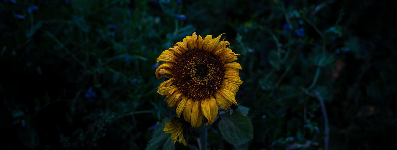 Image by Kilian Peschel