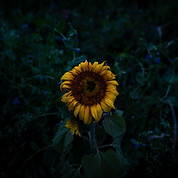 Image by Kilian Peschel