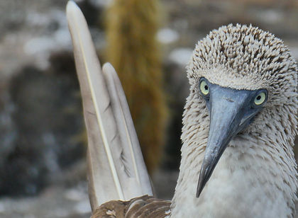 The enchanted isles of the Galapagos Archipelago are traditionally explored by expedition cruise boat. This trip changes things up a bit as it follows in the footsteps of Darwin as we hike the rim of Sierra Negra Volcano on Isabela Island. Among amazing landscapes of smouldering fumaroles and lava streams you will discover some of the last habitat of the Galapagos giant tortoise.
In addition we visit San Cristobal with its Galapagos Islands Interpretation Centre, the highlands of Floreana as well as Santa Cruz and several smaller islands. You will have the opportunity for shorter walks and to admire the underwater world of the Galapagos while snorkelling the pristine seas.