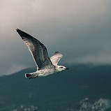 Image by Elina Emurlaeva
