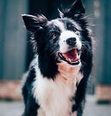 Cachorros Border Collie
