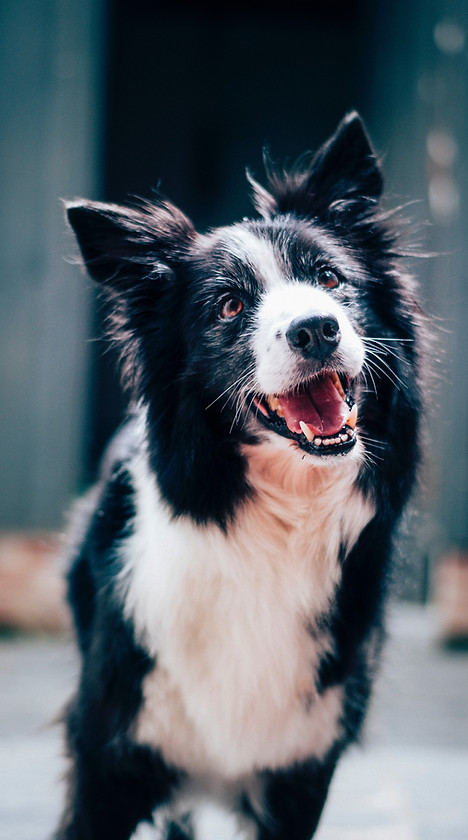 chien Border collie 