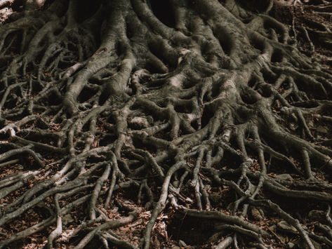 Root of SCJ